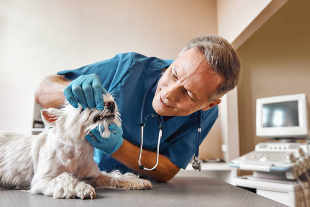 Best Emergency Root Canal Therapy in Ruhenstroth, NV